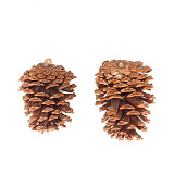 Шишки натур. 10-12см, шир.6-8см, 2шт/уп (натуральный) XY19-834  Мастери Сама Пенза