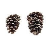 Шишки натур. 10-12см, шир.6-8см, 2шт/уп (серебро) XY19-834  Мастери Сама Пенза