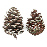 Шишки натур. 10-12см, шир. 6-8см, 2шт/уп (белый) XY19-834  Мастери Сама Пенза